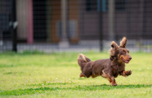 ペット写真（走る犬）