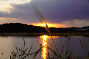 印旛沼写真（夕日）