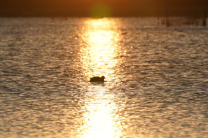 印旛沼写真（夕日の野鳥）